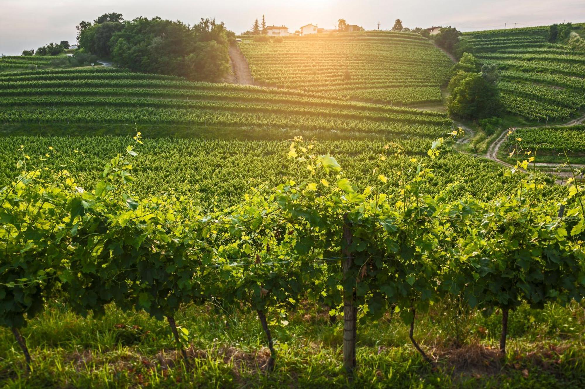 Kabaj Wine & Dine Otel Dobrovo Dış mekan fotoğraf