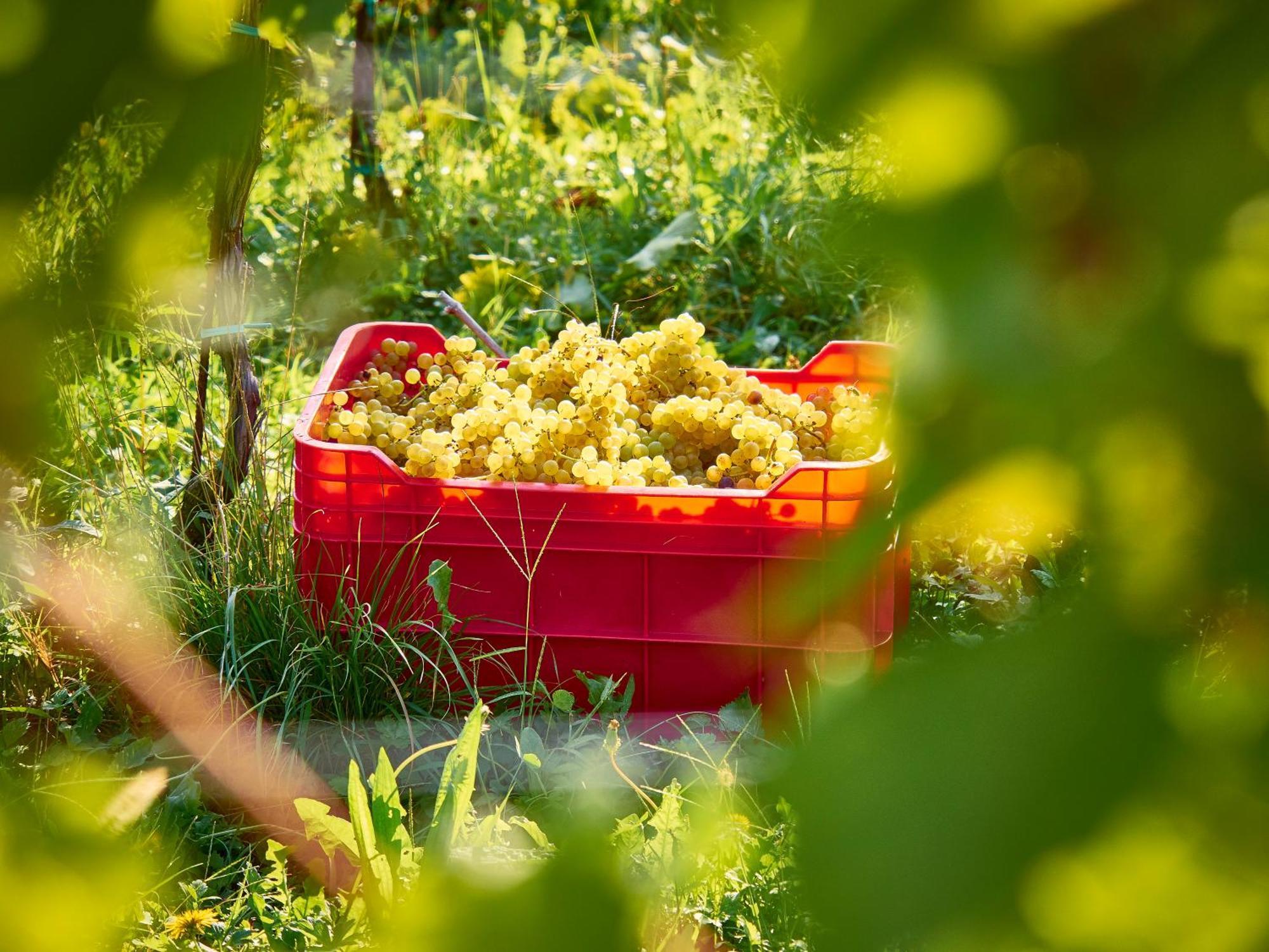 Kabaj Wine & Dine Otel Dobrovo Dış mekan fotoğraf