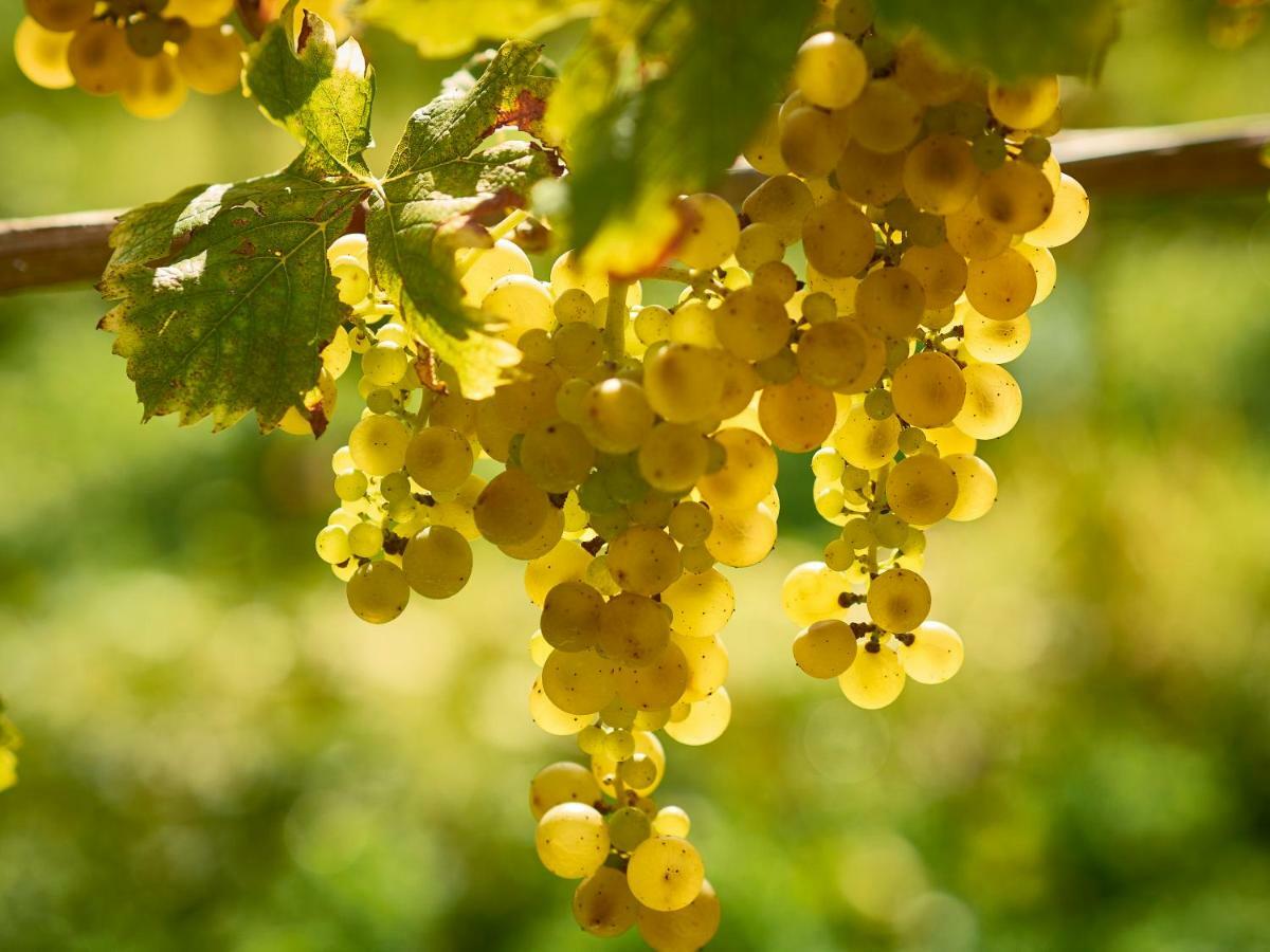Kabaj Wine & Dine Otel Dobrovo Dış mekan fotoğraf